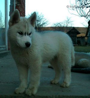 PLAYFUL SPIRIT ARCTIC ARDOR