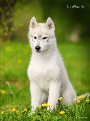 ARCTIC FROST ADORE ME SHUDNI MEDVEZHONOK