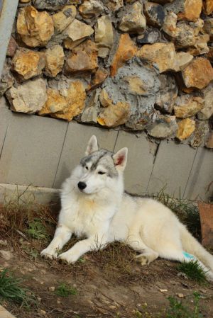 ARCTIC FROST ADORABLE NEB