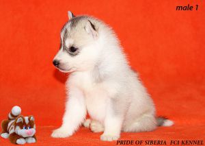 BRANDON STARK PRIDE OF SIBERIA