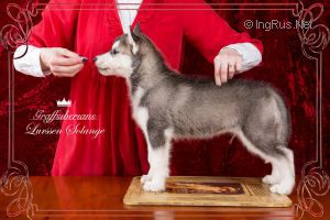 GRAFFSIBERIANS LURSSEN SOLANDGE