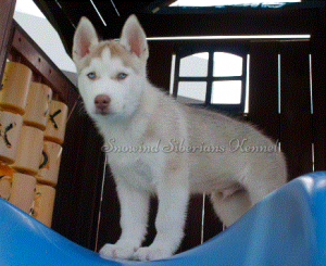 SNOWIND KERBEROS (DELGADILLO)