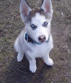 BELLA THE BLUEEYED WOLF