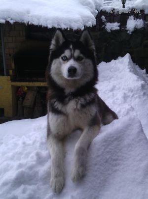 NORDICA