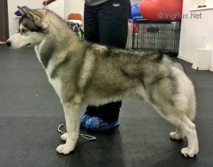 UHURA ZHEM AIS DOG