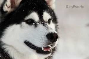 TROY MAGICAL WOLF KATTYVAL
