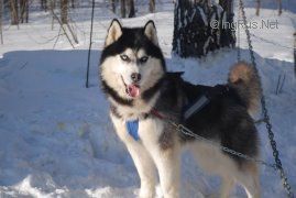 MASHER SIBERINS BLEK HANTER