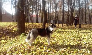 ARCTIC MAGIC RUBI ROUZ
