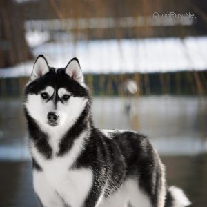 DEMIDOFF ZORRITA SLY FOX