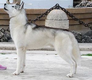 SNOWMIST'S BOSS SOUTHERNLIGHTS