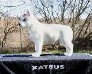 XATSUS PRESENTED TO PERFECTION