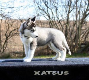 XATSUS SHOWSTOPPER AT BARKAS