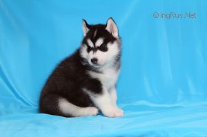 NORD HEART WILGER SPIE WOLF