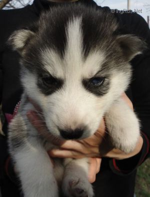 ATTRACTIVE DRYAD HARDES SIBERIANS