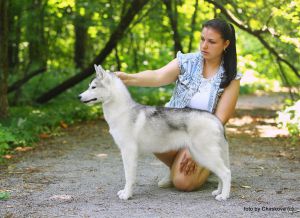 HUSKY HAVEN FANNY ARDAN