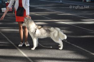 AMAROK OF MIRAEL ZAG BIG BOSS