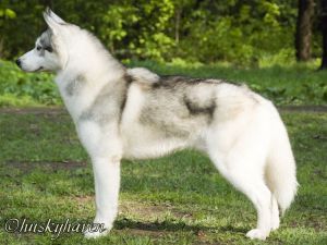 HUSKY HAVEN A FRESH NEW IDEA