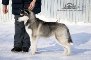 ONTARIO OF SIBERIAN COUNTRY