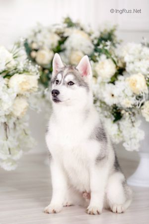 HANNARICH BALTO