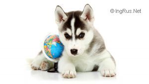 SIBERIAN MIRACLE FAMOUS