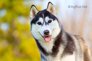SIBERIAN MIRACLE FELICITY