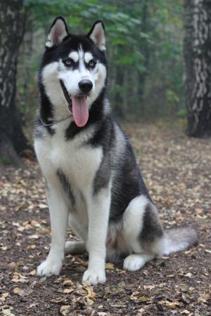 SNOW GALAXY ONIX MISTER HOLLYWOOD