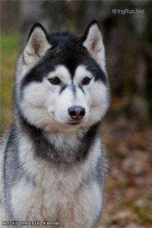 HUSKY IMPERIAL ANTUANNET PRINCESS OF NIGHT