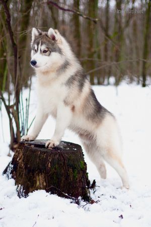 HUSKY IMPERIAL OPEN YOUR HEART