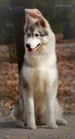 HUSKY IMPERIAL ONE AND ONLY
