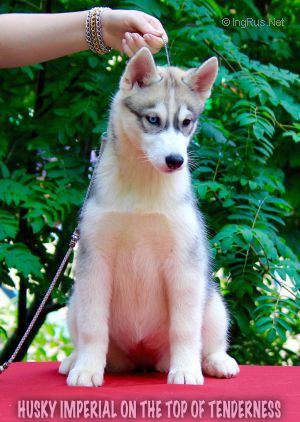 HUSKY IMPERIAL ON THE TOP OF TENDERNESS