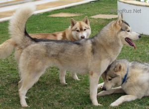 JACK'S WOLFPACK WILD FAUNA