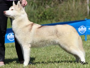 JACK'S WOLFPACK PRINCESS AURORA