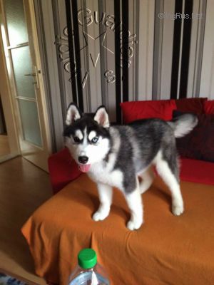 NORDIC GUARDIAN´S BONITA