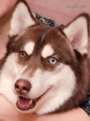 ORION SHINE SHAGGY LAND
