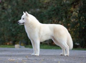 VEGA STAR'S EARL MARSHMALLOW