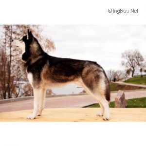 HATIKO BLACK S GOLUBOY ZVEZDY