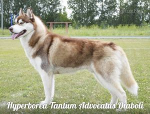 HYPERBOREA TANTUM ADVOKATUS DIABOLI