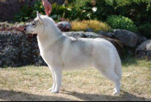 ELLE BLONDE MYLADY FOX