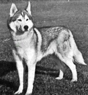 FORSTAL'S TOGO OF ASTURIAS