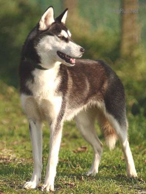 AZGARD SITKA