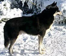ALASKAN'S RUSSKY OF ANADYR AT AZGARD