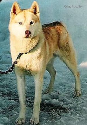THE PROFESSOR OF NORTHWAPITI