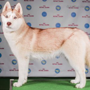 FIRE OF PEPPER DRINK KATTYVAL