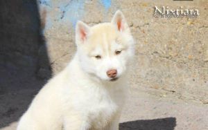 DESTINY FLAME FOX FOR NIXTIARA