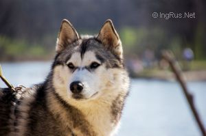 KORVIN LIKE AS WOLF