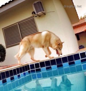 GHS'S SIBERIANS TALES