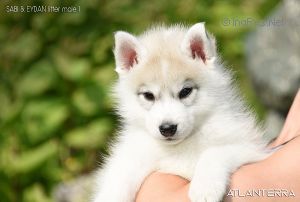 ATLANTERRA MISTER FUNK