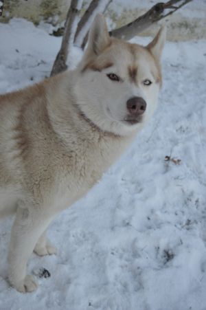 ALYASKA (FAWN&WHITE)