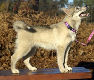 GINGER WOLF ANANA AMAROK