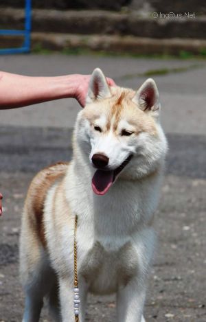 HAPPY HUSKY MERINDA STELO